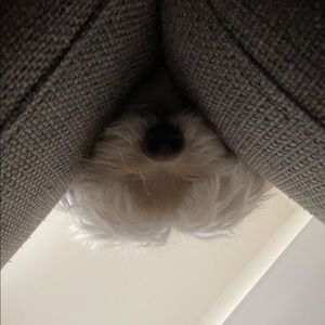 Meet your Posher, Cesar